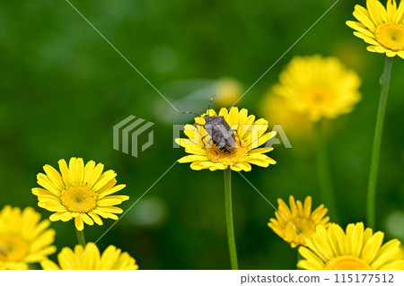 Rabbit bug 115177512