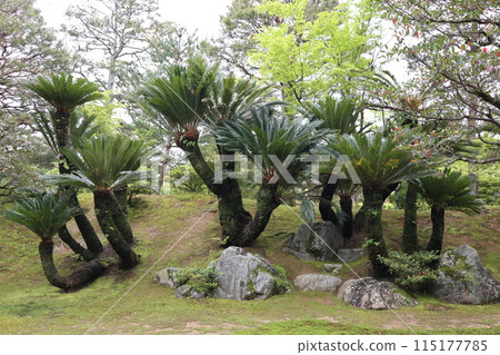 Kyoto Katsura Imperial Villa Cycads on Mt. Sago Palm 115177785