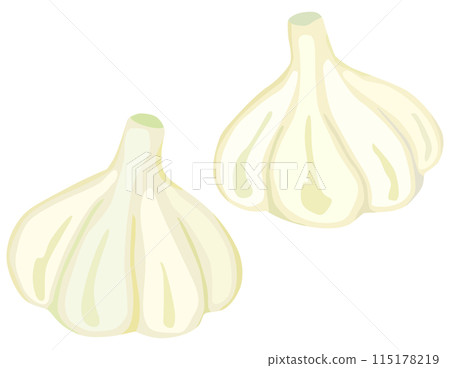 簡單的大蒜插畫向量素材 115178219
