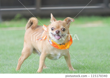 吉娃娃眼睛閃閃發光 吉娃娃眼睛閃閃發光 115178340