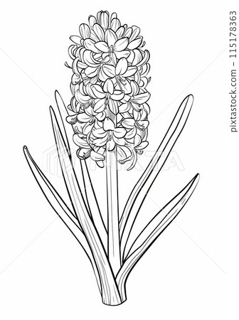 A simple and easy coloring page featuring a hyacinth flower with long leaves. 115178363