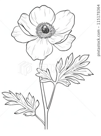 This easy-to-color image features a simple and elegant outline of a beautiful anemone flower. 115178364