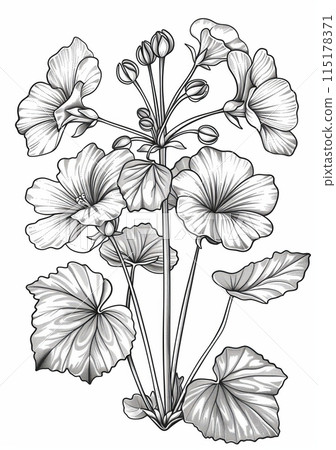 This coloring page features a detailed illustration of a geranium flower. This coloring page features a detailed illustration of a geranium flower. 115178371