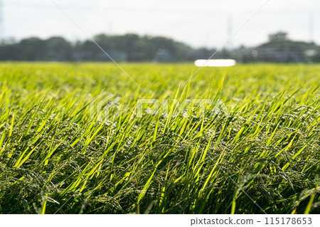 Rice early harvest 115178653