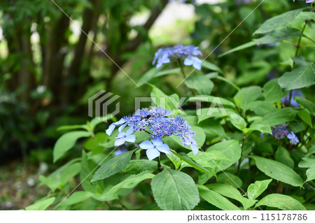 繡球花「黑姬」 115178786