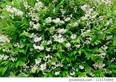 White flowers and green leaves 115178969