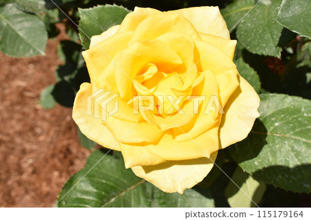 Gorgeous yellow spring roses 115179164