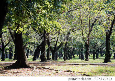 Scenery of Hamaji Park 115179543