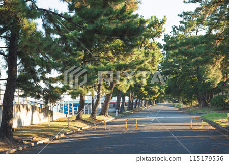 Scenery of Hamaji Park 115179556