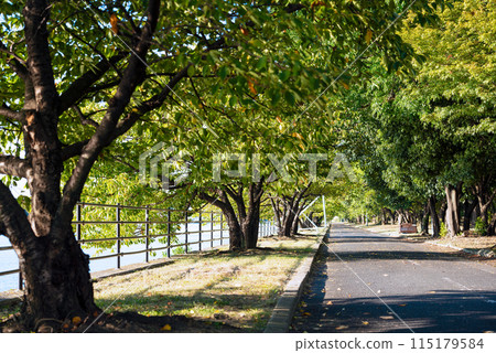 Scenery of Hamaji Park 115179584