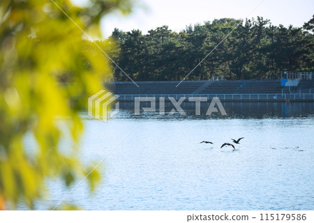 Hamaji公園的風景 115179586