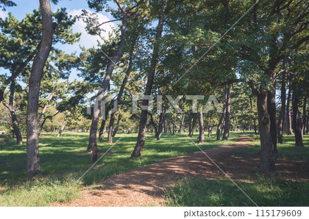 Scenery of Hamaji Park 115179609