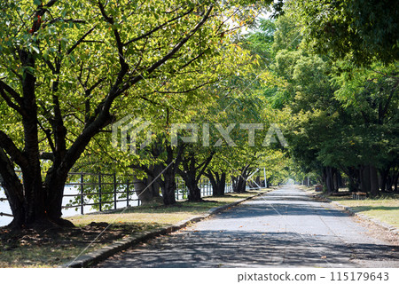Scenery of Hamaji Park Scenery of Hamaji Park 115179643