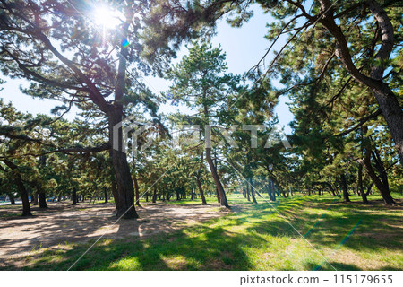 Hamaji公園的風景 115179655