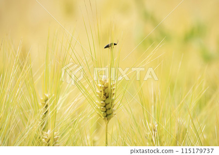 Wheat field starting to turn color Insects resting on the wheat Wheat field starting to turn color Insects resting on the wheat 115179737