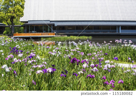 Iris flowers blooming at Magatama Pond, Ise Grand Shrine, Sengukan and irises, Iris flowers at the Geku Magatama Pond, Ise-Shima tourist spot Iris flowers blooming at Magatama Pond, Ise Grand Shrine, Sengukan and irises, Iris flowers at the Geku Magatama Pond, Ise-Shima tourist spot 115180082