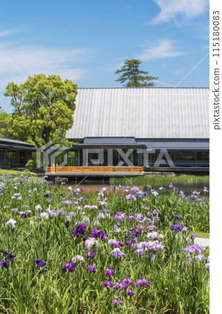 鳶尾花盛開的勾玉池、伊勢神宮、仙宮和鳶尾花、伊勢志摩旅遊景點 鳶尾花盛開的勾玉池、伊勢神宮、仙宮和鳶尾花、伊勢志摩旅遊景點 115180083