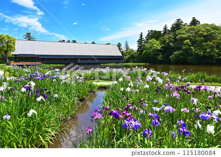 鳶尾花盛開的勾玉池、伊勢神宮、仙宮和鳶尾花、伊勢志摩旅遊景點 鳶尾花盛開的勾玉池、伊勢神宮、仙宮和鳶尾花、伊勢志摩旅遊景點 115180084