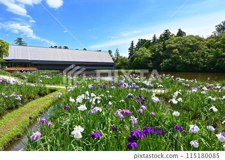 鳶尾花盛開的勾玉池、伊勢神宮、仙宮和鳶尾花、伊勢志摩旅遊景點 鳶尾花盛開的勾玉池、伊勢神宮、仙宮和鳶尾花、伊勢志摩旅遊景點 115180085