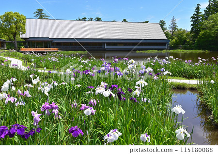 鳶尾花盛開的勾玉池、伊勢神宮、仙宮和鳶尾花、伊勢志摩旅遊景點 115180088