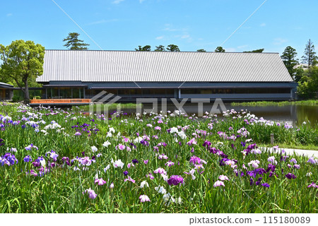 Magatama Pond with blooming irises, Ise Grand Shrine, Sengukan and irises, Ise-Shima tourist spots Magatama Pond with blooming irises, Ise Grand Shrine, Sengukan and irises, Ise-Shima tourist spots 115180089