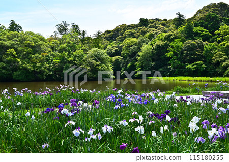 鳶尾花盛開的勾玉池、外勾玉池的鳶尾花、水邊盛開的鳶尾花、伊勢志摩旅遊勝地 115180255