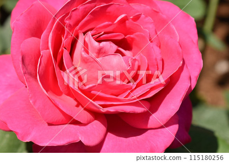 Bright dark pink spring roses 115180256
