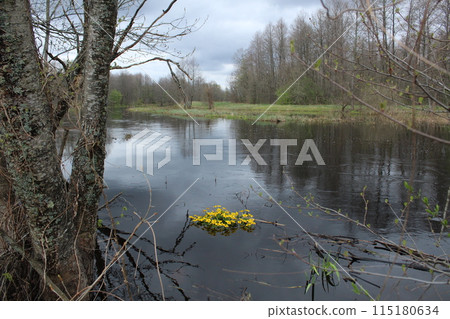 Yellow bright flowers on gray water in the forest. Spring primroses Yellow bright flowers on gray water in the forest. Spring primroses 115180634