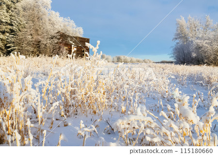 Lonely abandoned old wooden barn is standing in the field covered with snow near trees in hoarfrost, sunny winter day. 115180660