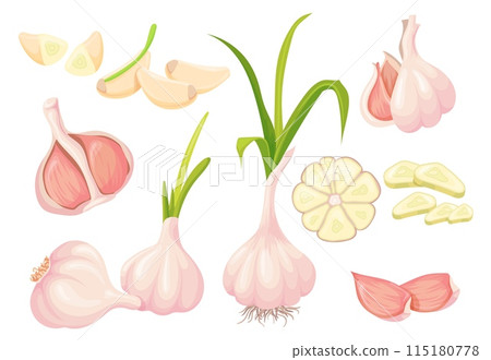 Cartoon fresh garlic. Garlics bulb raw plant and slicing chopped half peeled vegetable head, natural white seasoning healthy food vegetables neat vector illustration 115180778