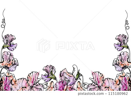 Hand drawn watercolor ink illustration botanical flowers leaves. Sweet everlasting pea, vetch bindweed legume tendrils. Border frame isolated white background. Design wedding, love cards, floral shop 115180962