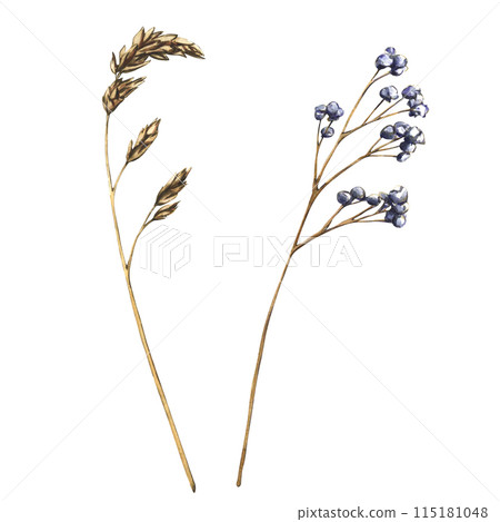 Dry meadow grass isolated on white background. Watercolor floral illustration branches and leaves, natural field elements. Abstract dry plants, flowers, herbs Dry meadow grass isolated on white background. Watercolor floral illustration branches and leaves, natural field elements. Abstract dry plants, flowers, herbs 115181048