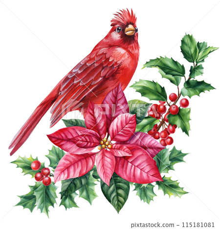 Cardinal Bird, Red Cardinal sitting on a holly branch, Watercolor painting illustration red bird, watercolor Hand drawn 115181081