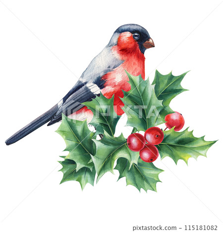 Bullfinch Bird sitting on a Holly berry branch, Watercolor painting illustration red bird, watercolor Hand drawn bird 115181082