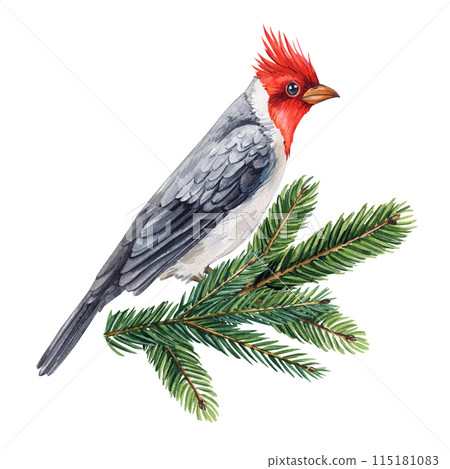 Cardinal Bird, Red Cardinal sitting on a spruce branch, Watercolor painting illustration red bird, watercolor Hand drawn Cardinal Bird, Red Cardinal sitting on a spruce branch, Watercolor painting illustration red bird, watercolor Hand drawn 115181083