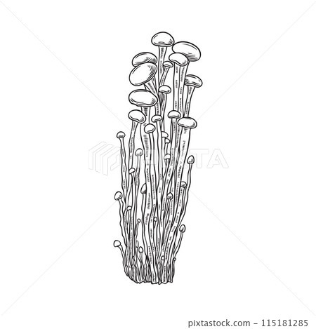 Shiitake mushrooms harvest heap engraved hand drawn vector round label design, Asian natural organic vegan fungi food 115181285