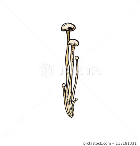 Vector illustration of enoki mushroom family on isolated background. 115181331