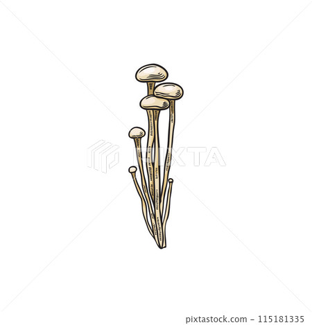 Enoki mushrooms bunch color hand drawn vector sketch, Asian raw healthy fungus, fungi natural organic vegan food 115181335