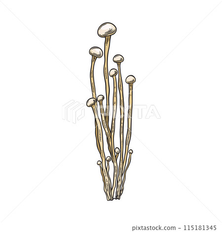 Realistic vector freehand drawing of fresh, organic enoki mushrooms isolated on white background Realistic vector freehand drawing of fresh, organic enoki mushrooms isolated on white background 115181345