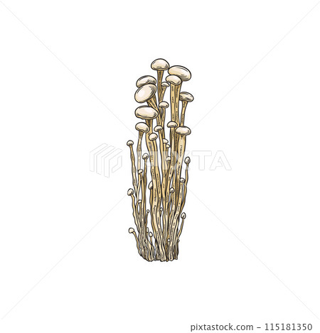 Vector illustration of Enoki mushrooms on isolated background. Vector illustration of Enoki mushrooms on isolated background. 115181350