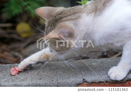 Photographed outdoors of a cat poking at pieces of meat with its front feet and preparing to eat it Photographed outdoors of a cat poking at pieces of meat with its front feet and preparing to eat it 115181363
