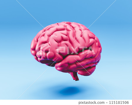 3D rendering of human brain anatomical model on blue background 3D rendering of human brain anatomical model on blue background 115181506