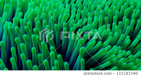 Close up of healthy anemone on tropical reef 115181540