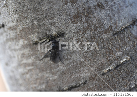 Bibio marci. A black fly on the bark of a rowan tree. 115181563