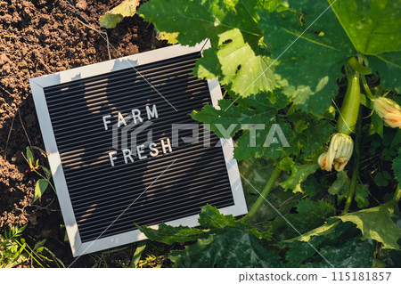 FARM FRESH message on background of fresh eco-friendly bio grown green zucchini in garden. Countryside food production concept. Locally produce harvesting. Sustainability FARM FRESH message on background of fresh eco-friendly bio grown green zucchini in garden. Countryside food production concept. Locally produce harvesting. Sustainability 115181857