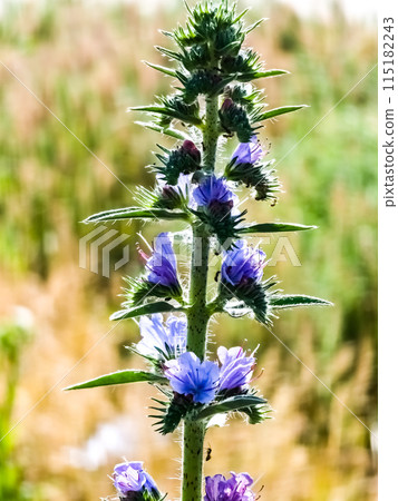 Echium plantagineum flower close up. Purple violet viper's bugloss or Paterson's curse, in the Boraginaceae family 115182243