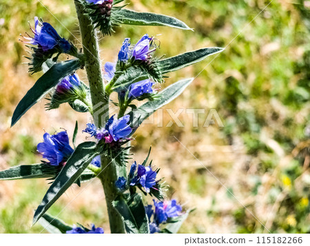 Echium plantagineum flower close up. Purple violet viper's bugloss or Paterson's curse, in the Boraginaceae family 115182266
