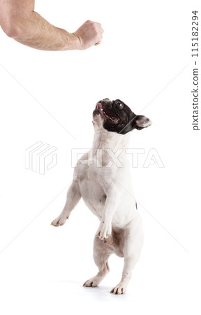 French Bulldog who jumps 115182294