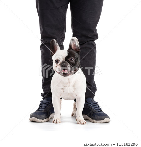 French Bulldog on a white background 115182296