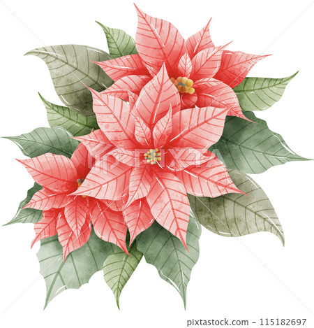 Watercolor Hand drawn illustration Christmas compositions with poinsettia flowers bouquet for holiday invitation, card design clipart print new year decor for print, label, invitation design  115182697